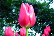 Photos of Nature