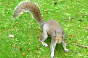 A Squirrel searches for nuts outside Buckingham Palace - St James