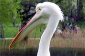 One of the few remaining Pelicans on show at St James